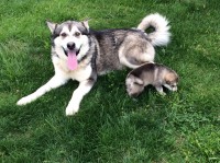 Giant malamute and puppy