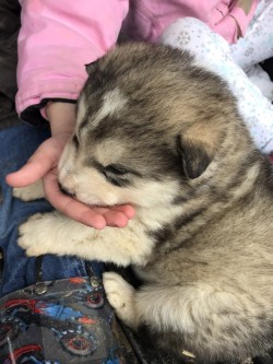 Grey Alaskan malamute puppy