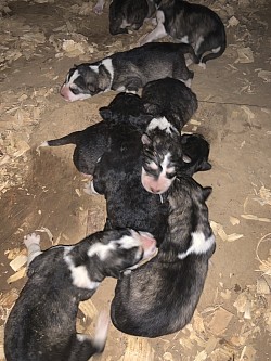 Malamute puppy litter