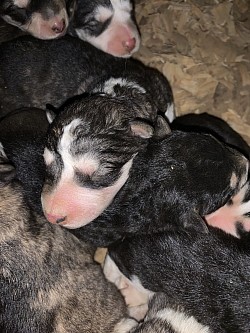 Grey Malamute puppies